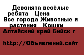 Девонята весёлые ребята › Цена ­ 25 000 - Все города Животные и растения » Кошки   . Алтайский край,Бийск г.